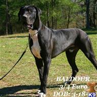 Great Dane