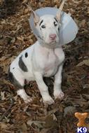 great dane puppy posted by askmdk