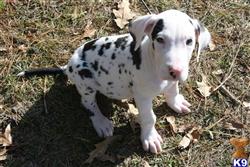 great dane puppy posted by askmdk