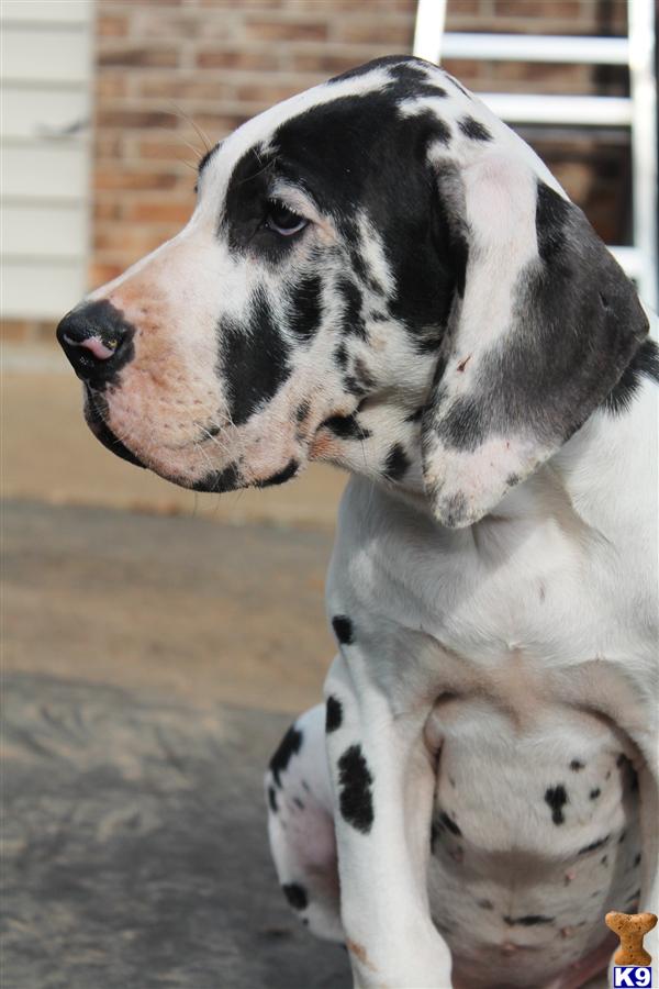 Great Dane