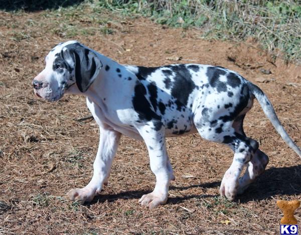 Great Dane