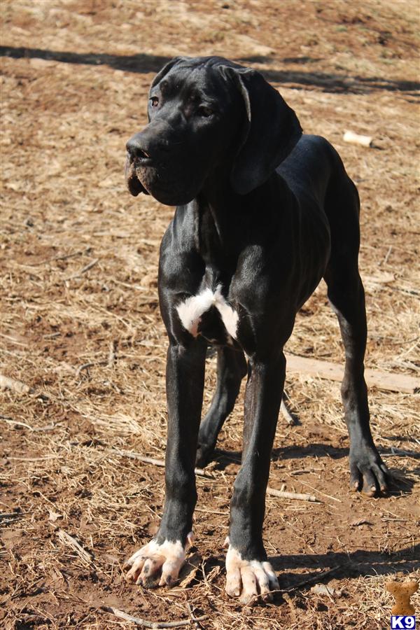 Great Dane dog