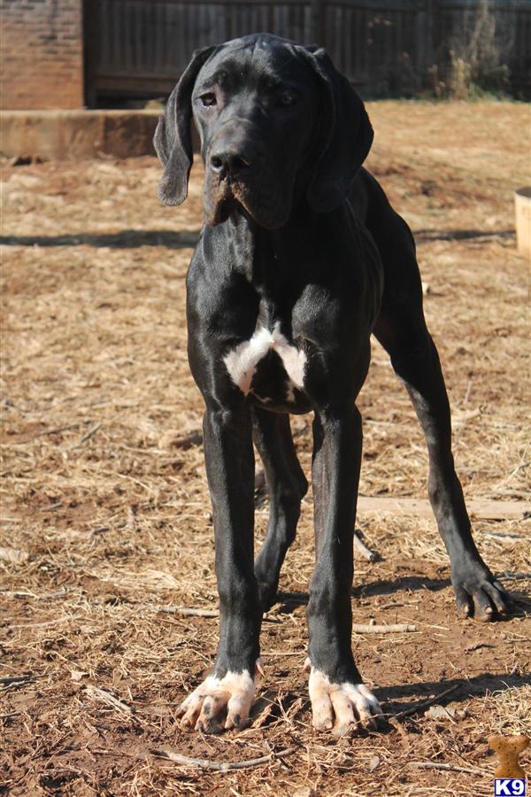 Great Dane dog