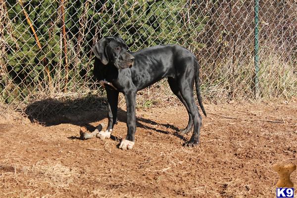 Great Dane dog