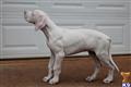 Great Dane
