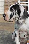 Great Dane