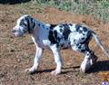 great dane puppy posted by asogd