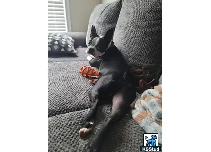 a border terrier dog lying on a couch
