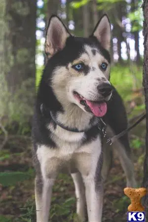 Siberian Husky