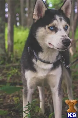 Siberian Husky stud dog