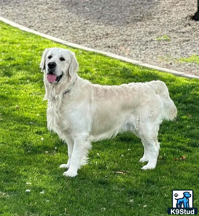 Golden Retriever stud dog