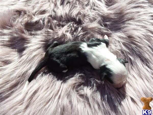 Old English Sheepdog puppy for sale