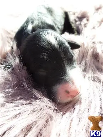 Old English Sheepdog puppy for sale