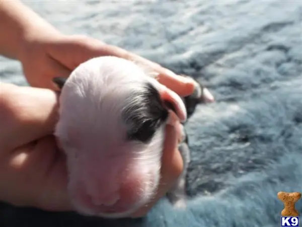 Old English Sheepdog puppy for sale