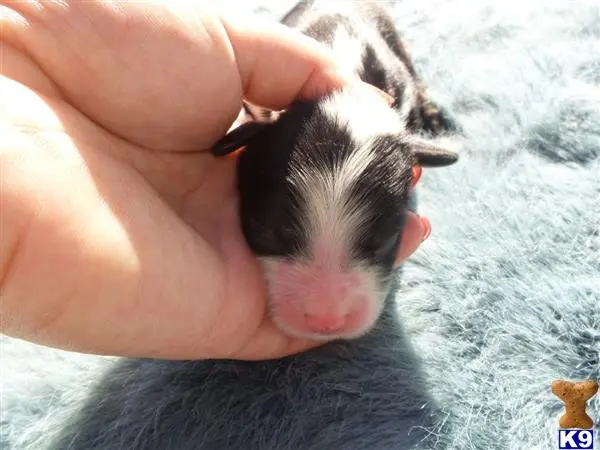 Old English Sheepdog puppy for sale