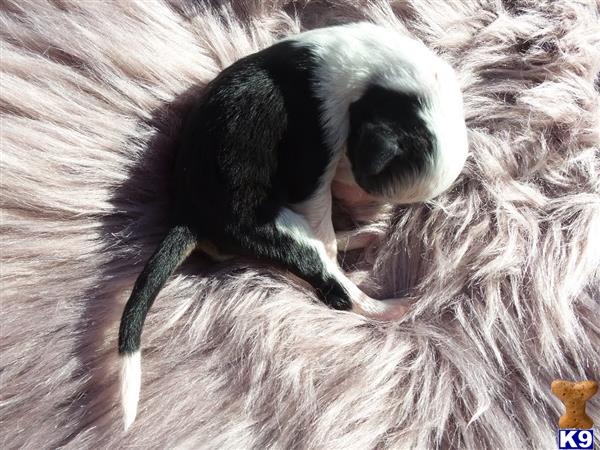 Old English Sheepdog puppy for sale