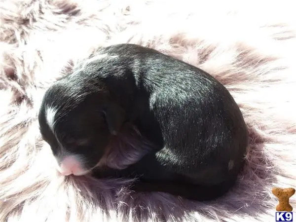 Old English Sheepdog puppy for sale