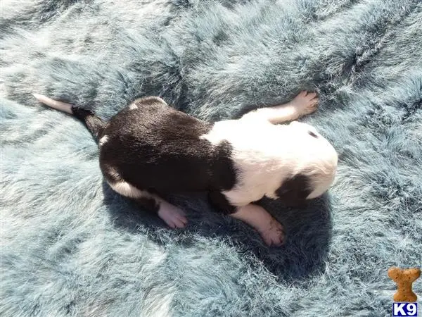 Old English Sheepdog puppy for sale