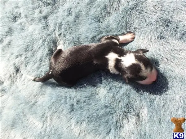 Old English Sheepdog puppy for sale