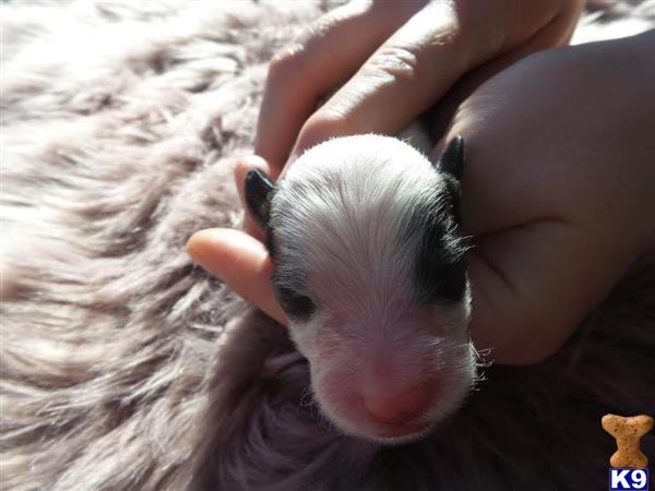 Old English Sheepdog puppy for sale
