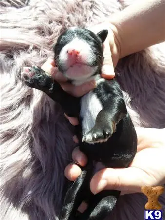 Old English Sheepdog puppy for sale