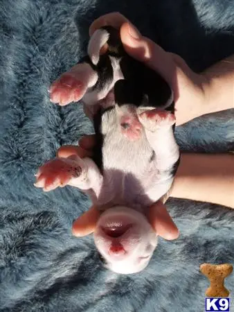 Old English Sheepdog puppy for sale