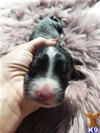 old english sheepdog puppy posted by aspenrenoth