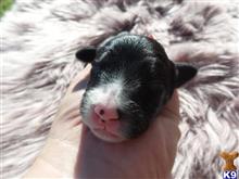 old english sheepdog puppy posted by aspenrenoth
