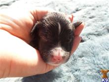 old english sheepdog puppy posted by aspenrenoth