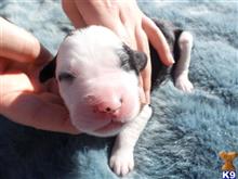 old english sheepdog puppy posted by aspenrenoth