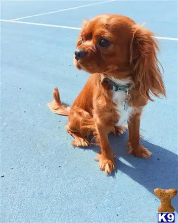 Cavalier King Charles Spaniel