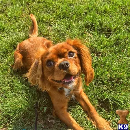 Cavalier King Charles Spaniel stud dog