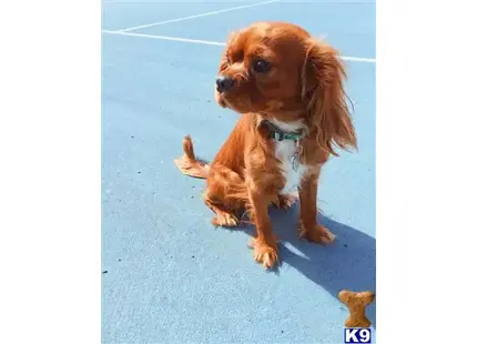 Cavalier King Charles Spaniel