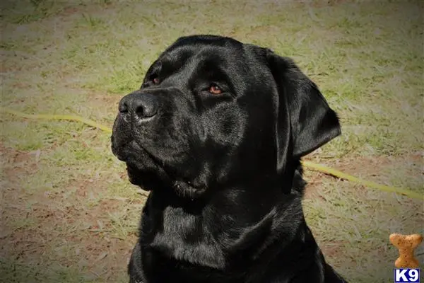 Labrador Retriever stud dog