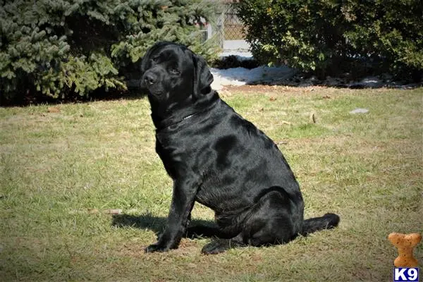 Labrador Retriever stud dog