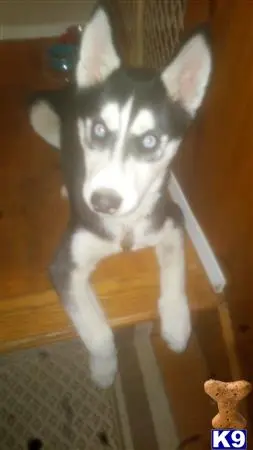 Siberian Husky female dog