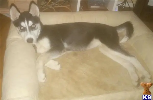 Siberian Husky female dog