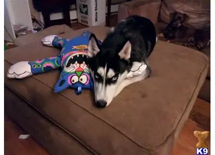 Siberian Husky