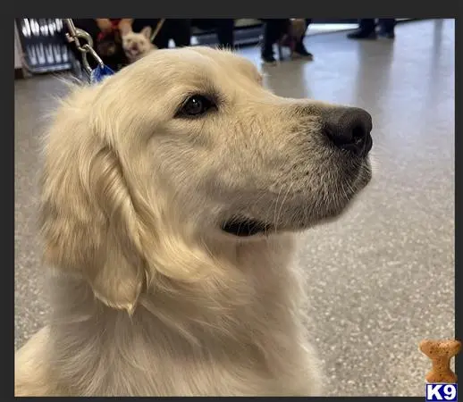 Golden Retriever stud dog