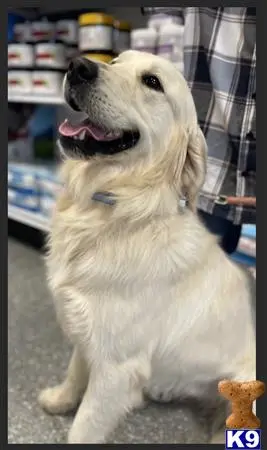 Golden Retriever stud dog