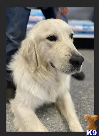 Golden Retriever stud dog