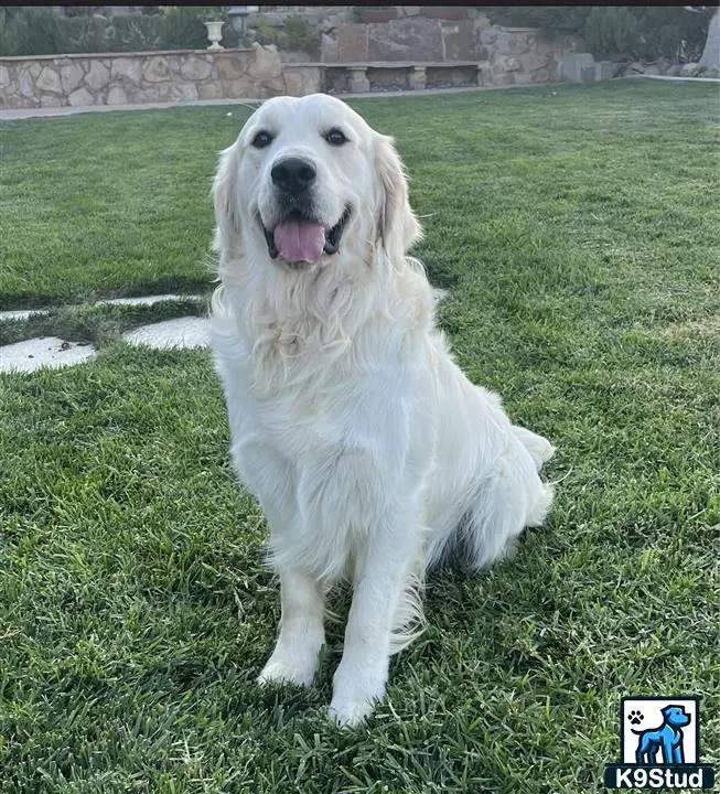 a golden retriever dog sitting in the grass