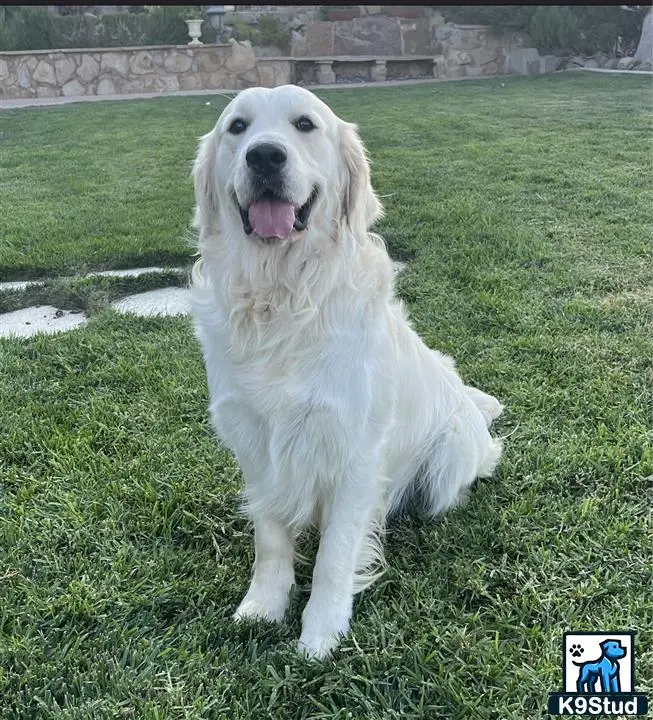 Golden Retriever stud dog