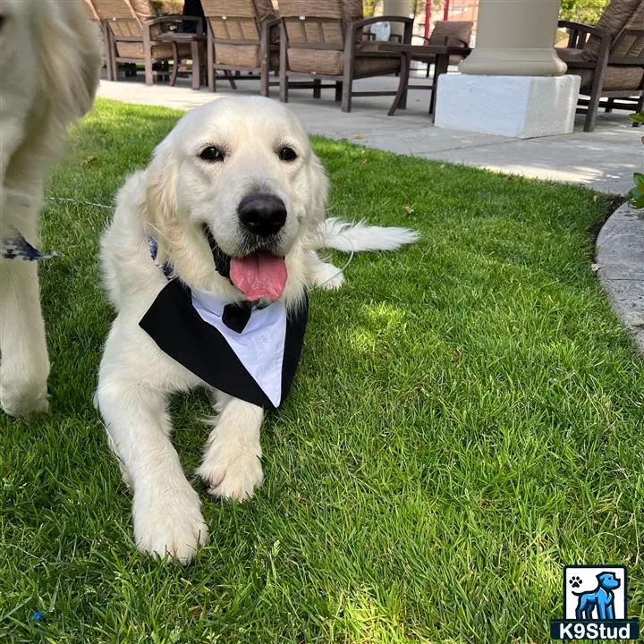 Golden Retriever stud dog