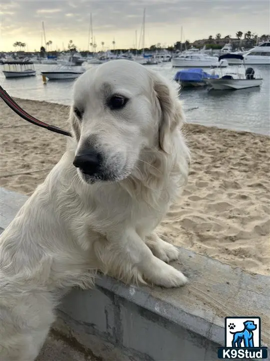 Golden Retriever stud dog