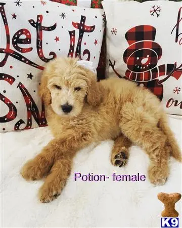 Goldendoodles puppy for sale