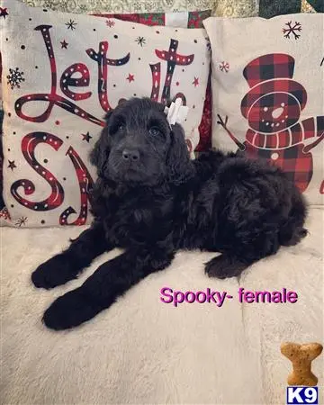 Goldendoodles puppy for sale