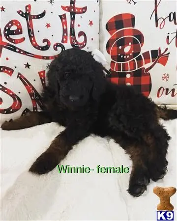 Goldendoodles puppy for sale