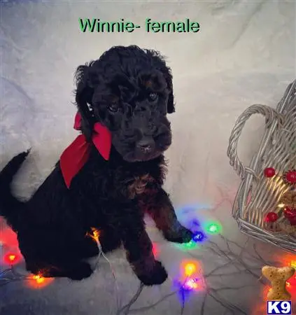 Goldendoodles puppy for sale