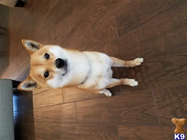 Shiba Inu